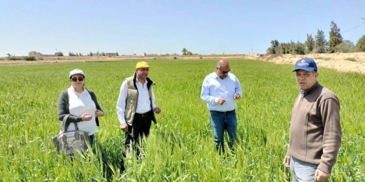 زراعة الإسكندرية