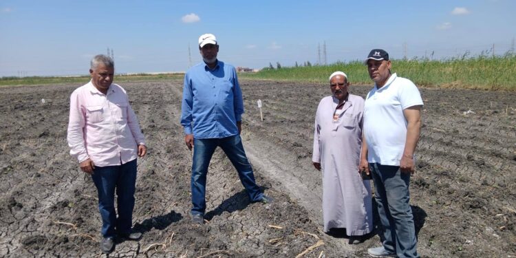 «زراعة الإسماعيلية» تفحص حقول القطن و القمح..وفريق إرشادي للنباتات الطبية والتنمية الريفية 1 زراعة الإسماعيلية