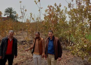 زراعة البحيرة