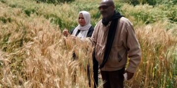 « زراعة السويس » ترشد مزارعي السويس بأهم توصيات ما قبل الحصاد للزراعات الشتوية 3 زراعة السويس