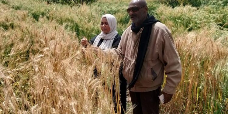 « زراعة السويس » ترشد مزارعي السويس بأهم توصيات ما قبل الحصاد للزراعات الشتوية 1 زراعة السويس