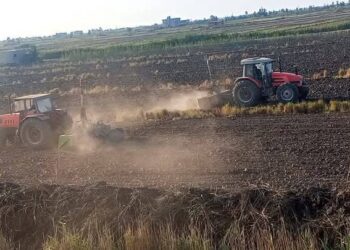 زراعة بورسعيد