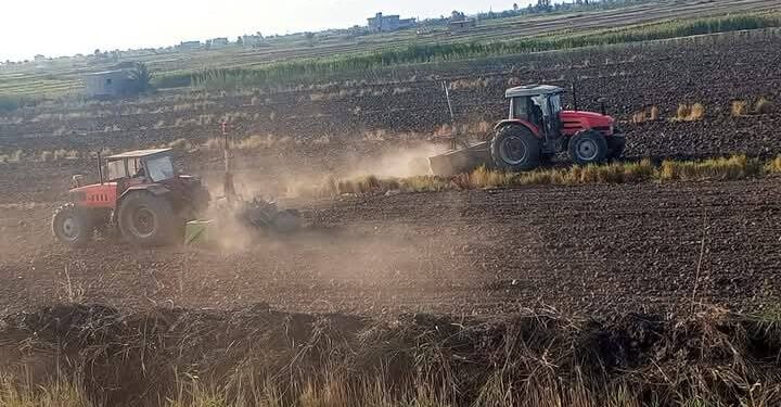 زراعة بورسعيد