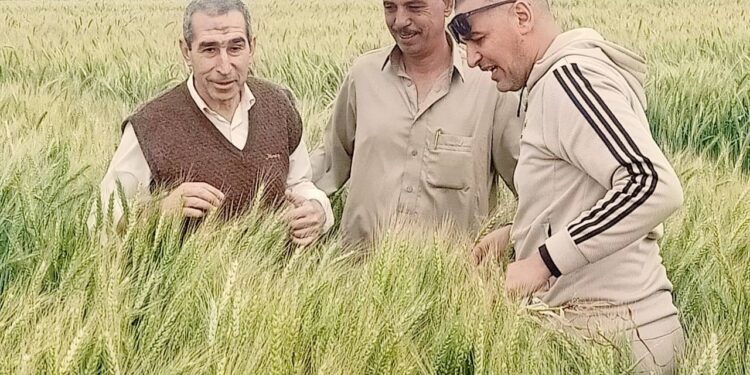 زراعة بورسعيد
