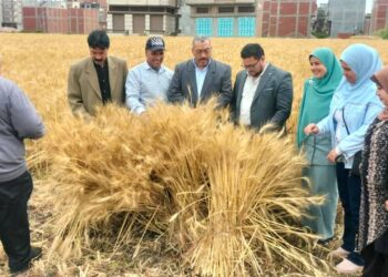 زراعة دمياط