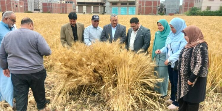 «زراعة دمياط» توصي المزارعين بترشيد المياه..والاستعداد للزراعات الصيفية 1 زراعة دمياط