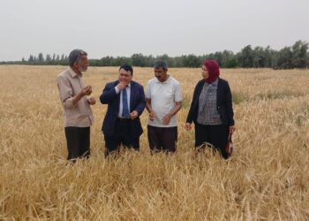 زراعة شمال سيناء