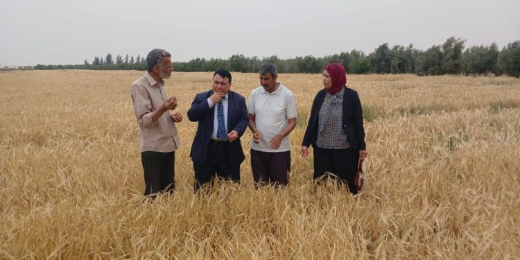 «زراعة شمال سيناء» تتابع حصاد القمح..وتعرف المزارعين بمزايا إنتاج خل الخشب من البيوتشار 1 زراعة شمال سيناء