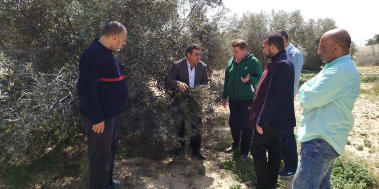 «زراعة شمال سيناء» توصي مزارعي الزيتون والشعير والقمح بانتظام الري وتنفيذ برنامج التسميد و المكافحة 1 زراعة شمال سيناء