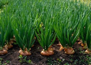 محصول البصل