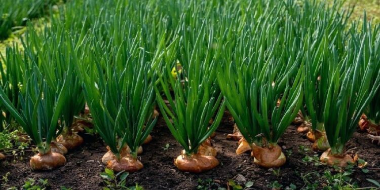 «محصول البصل»..أهم المعاملات الزراعية خلال شهر أبريل 1 محصول البصل