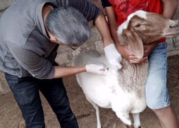 بحوث الصحراء