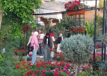 زهور الربيع