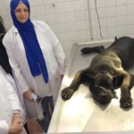 الخدمات البيطرية 
