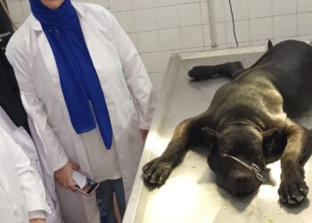 الخدمات البيطرية