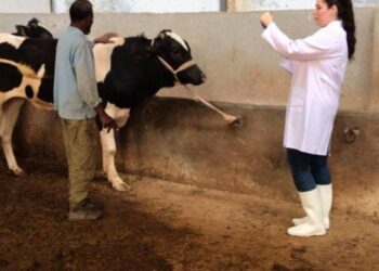 الحمى القلاعية