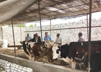 زراعة البحيرة