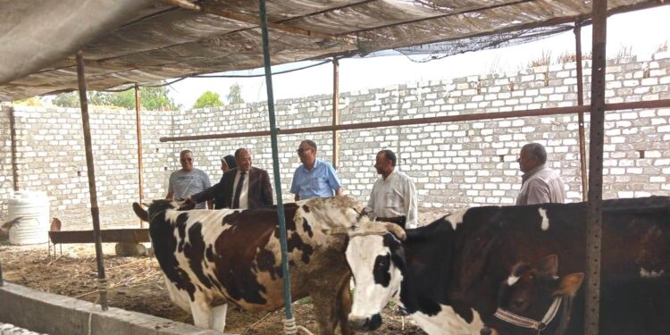 « زراعة البحيرة » تتفقد مزارع الثروة الحيوانية لصغار المربين بحوش عيسى 1 زراعة البحيرة