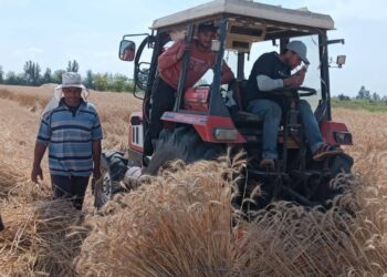 زراعة كفر الشيخ