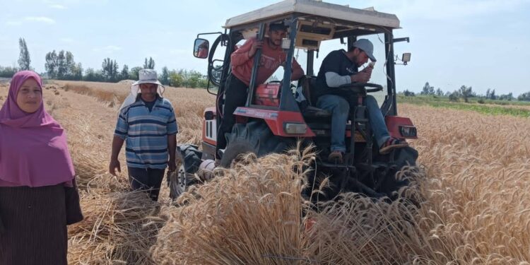 زراعة كفر الشيخ