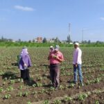 زراعة كفر الشيخ 