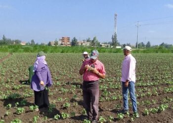 زراعة كفر الشيخ