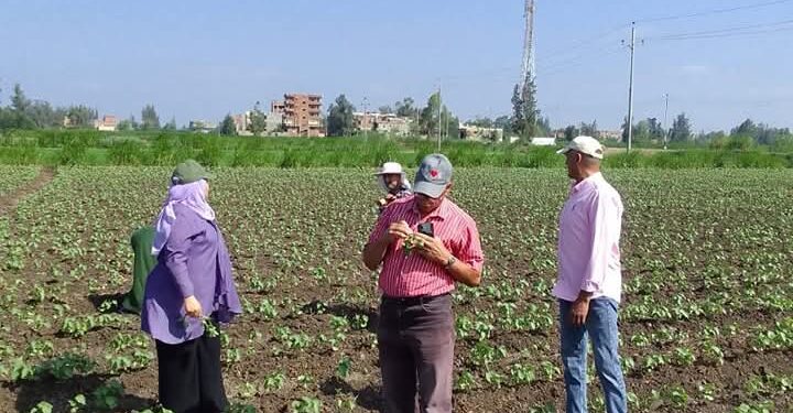 زراعة كفر الشيخ