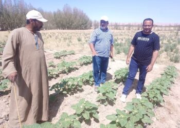 زراعة جنوب سيناء