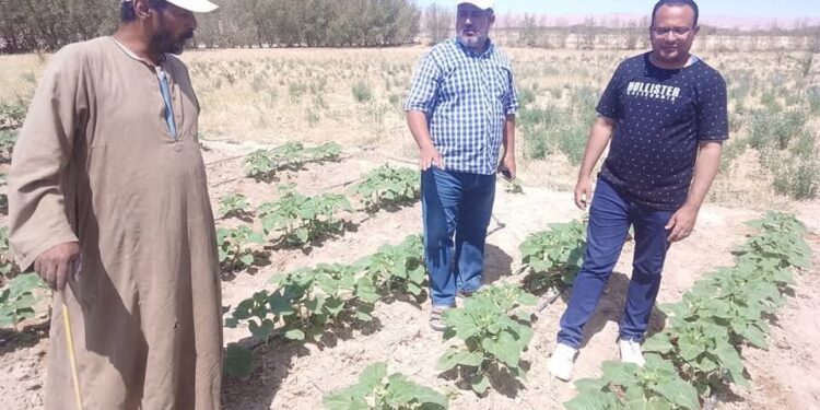 زراعة جنوب سيناء