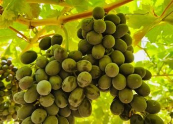 الحجر الزراعي