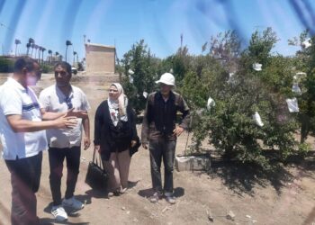 زراعة الإسكندرية