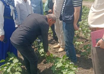 المركزية لمكافحة الآفات