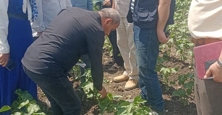 المركزية لمكافحة الآفات