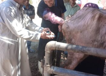 “الزراعة” تستعرض جهود “الخدمات البيطرية” في مجال الرعاية التناسلية للماشية والتحسين الوراثي خلال مايو