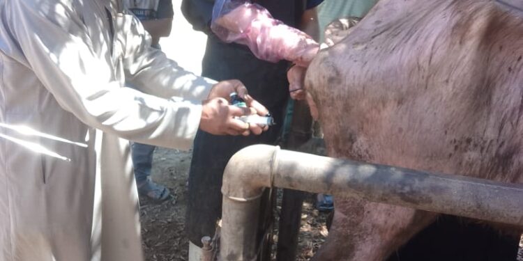 "الزراعة" تستعرض جهود "الخدمات البيطرية" في مجال الرعاية التناسلية للماشية والتحسين الوراثي خلال مايو 1 “الزراعة” تستعرض جهود “الخدمات البيطرية” في مجال الرعاية التناسلية للماشية والتحسين الوراثي خلال مايو