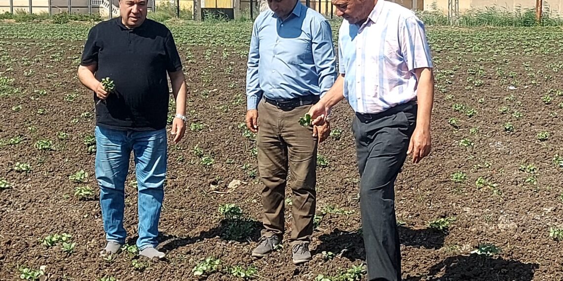 البحوث الزراعية