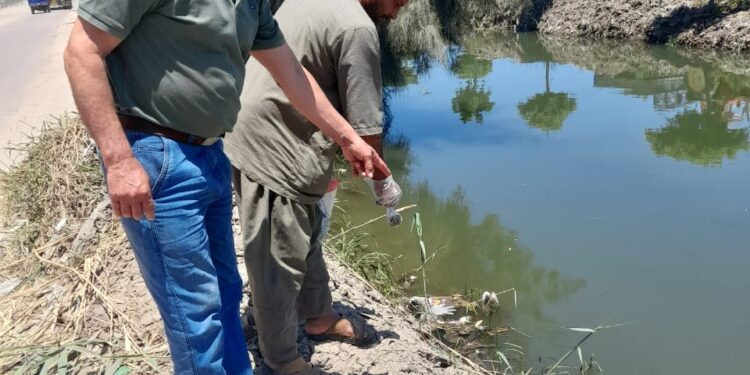 زراعة البحيرة