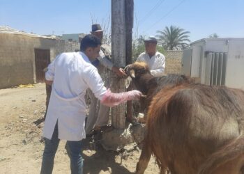 قافلة بيطرية