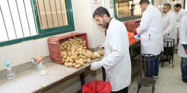 حتى الآن.. فحص أكثر من 1.3 مليون طن بطاطس مائدة معدة للتصدير 1 بطاطس