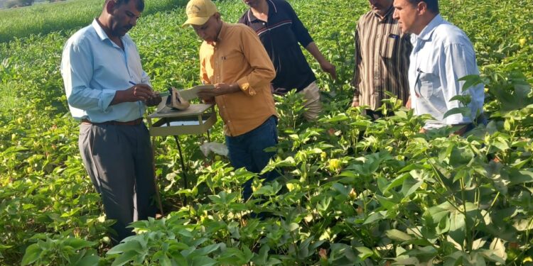 المركزية لمكافحة الآفات تنهي أعمال حملة مكافحة القوارض بالمحاصيل الصيفية 1 المركزية لمكافحة الآفات تنهي أعمال حملة مكافحة القوارض بالمحاصيل الصيفية