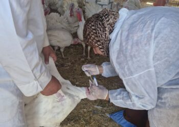 “الزراعة” تكثف جهود حماية الثروة الحيوانية بقوافل علاجية وحملات التقصٍي الوبائي والتحصين