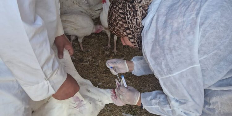 "الزراعة" تكثف جهود حماية الثروة الحيوانية بقوافل علاجية وحملات التقصٍي الوبائي والتحصين 1 “الزراعة” تكثف جهود حماية الثروة الحيوانية بقوافل علاجية وحملات التقصٍي الوبائي والتحصين
