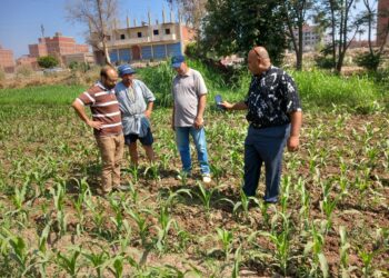 “الزراعة”: تنفذ 453 ندوة إرشادية وتقديم الدعم الفني لـ 7000 مزارع بمختلف المحافظات