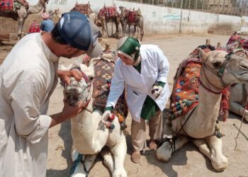 الخدمات البيطرية