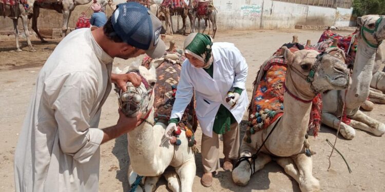 «الخدمات البيطرية» تطلق قوافل علاجية مجانية لدعم صغار المربين في 5 محافظات 1 الخدمات البيطرية