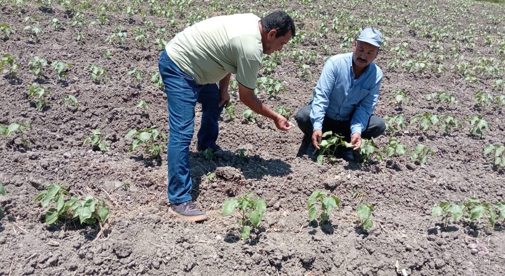 «زراعة البحيرة »: زراعة 20 ألف فدان قطن..وتوعية المزارعين بمزايا التقاوي الجديدة 1 زراعة البحيرة