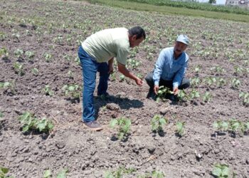 زراعة البحيرة