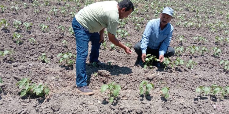 «زراعة البحيرة »: زراعة 20 ألف فدان قطن..وتوعية المزارعين بمزايا التقاوي الجديدة 1 زراعة البحيرة