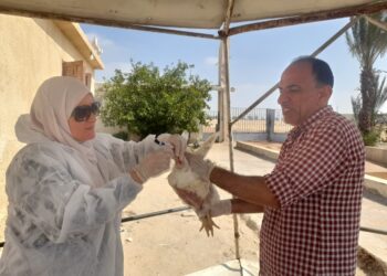 أسواق الدواجن