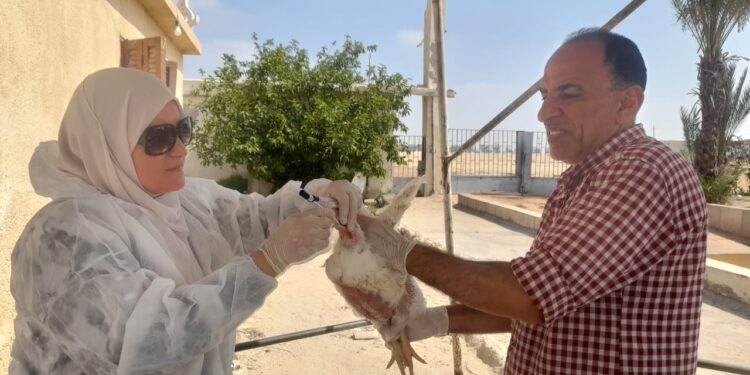 "الزراعة" تواصل أعمال التقصي والتحصين بمزارع و أسواق الدواجن 1 أسواق الدواجن